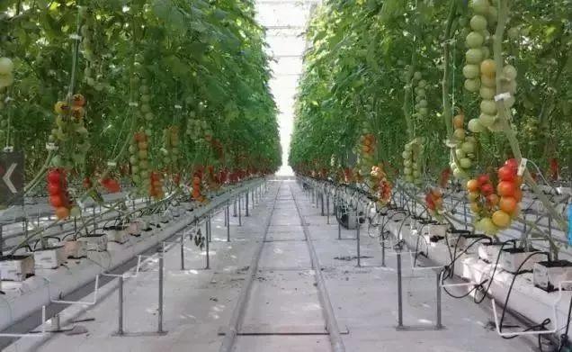 东海运株式会社的西红柿植物工厂,服务于农业的高新科技产品非常到位
